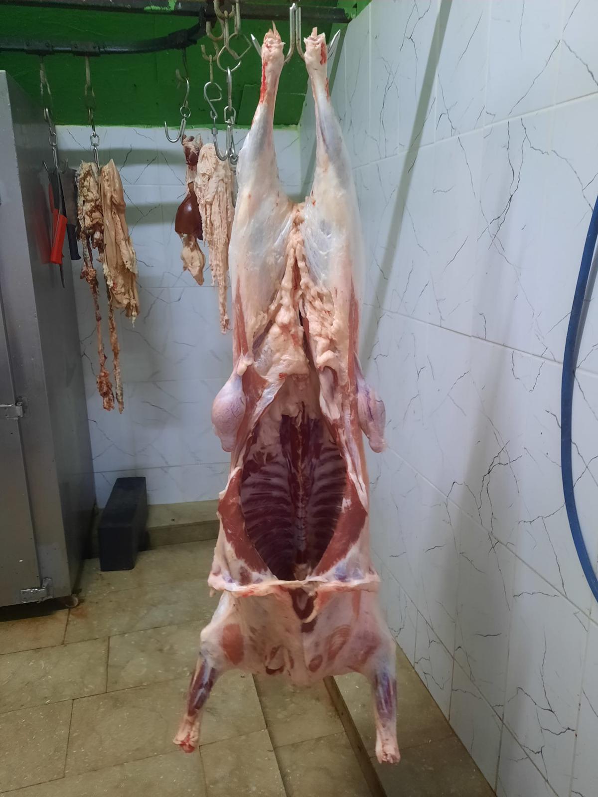 Sezer Adak Fotoğraf - 11